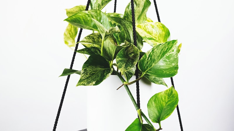 欧洲冠军联赛皇家马德里对阵拜仁慕尼黑的足球比赛直播画面