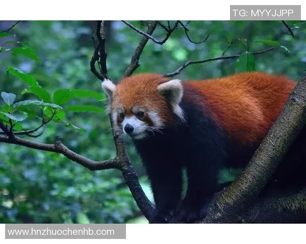 Red Panda强势回归！牛蓉手腕伤愈公牛主场惊艳复出